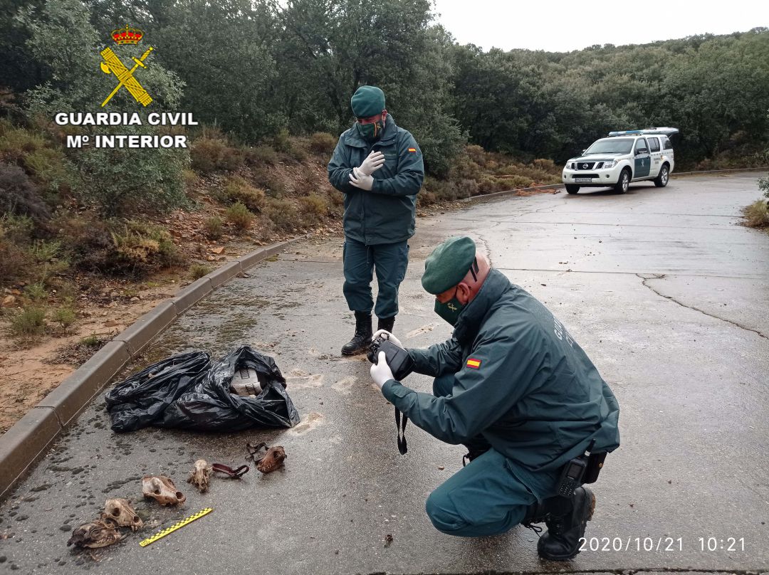 Restos óseos de animales en El Casar Restos óseos de animales en El Casar
