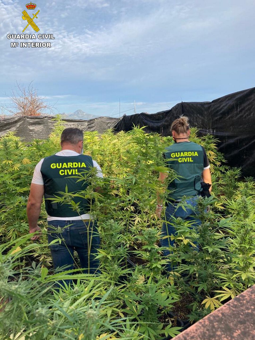 Plantas de marihuana en una azotea de Oliva Plantas de marihuana en una azotea de Oliva