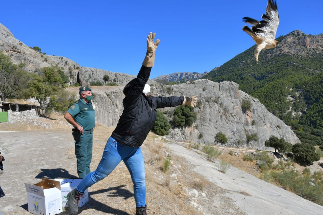 Suelta de ejemplares de águila calzada en el Parque Natural Sierra de Castril recuperadas en Granada Suelta de ejemplares de águila calzada en el Parque Natural Sierra de Castril recuperadas en Granada
