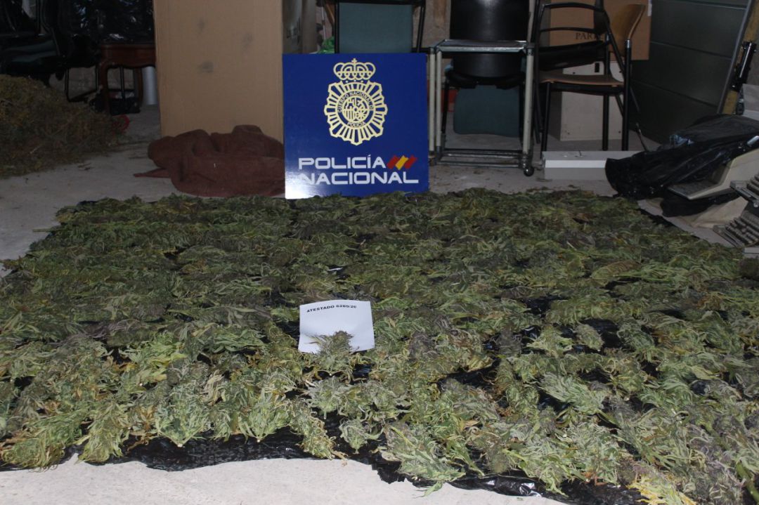 Cogollos de marihuana incautados en la capital Cogollos de marihuana incautados en la capital