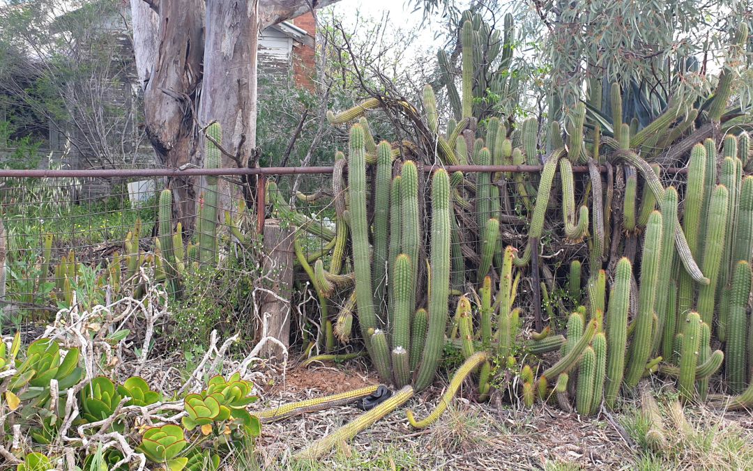 Encuentra a la serpiente oculta en la imagen. Encuentra a la serpiente oculta en la imagen.
