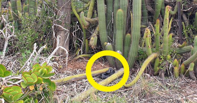 La serpiente está oculta en la imagen. La serpiente está oculta en la imagen.