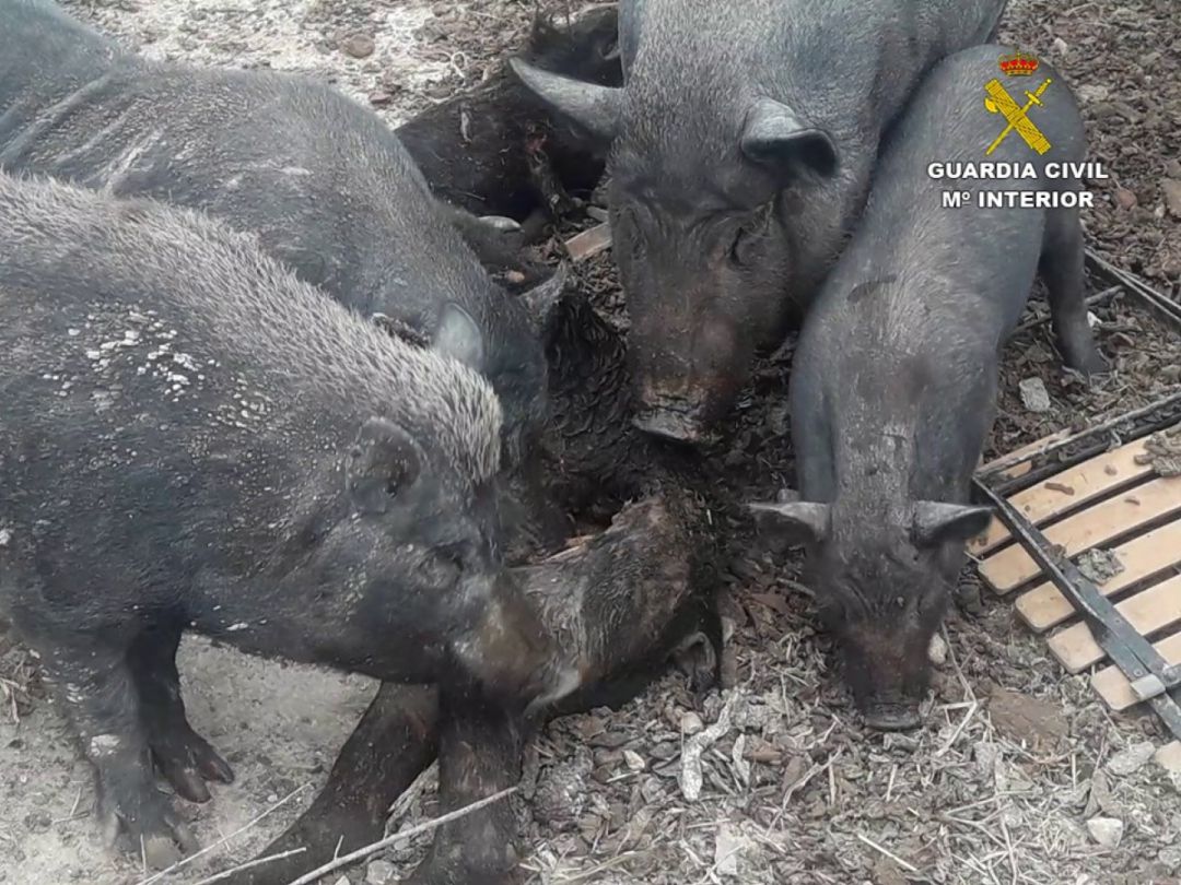 Ejempleares de cerdos en la finca de la Torre de les Maçanes cuya propietaria ha sido denunciada por el SEPRONA de la Guardia Civil Ejempleares de cerdos en la finca de la Torre de les Maçanes cuya propietaria ha sido denunciada por el SEPRONA de la Guardia Civil