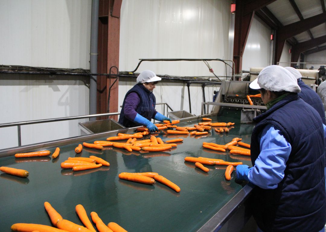 Imagen de archivo de trabajadores seleccionan zanahorias en una industria agroalimentaria en la comarca de Cuéllar Imagen de archivo de trabajadores seleccionan zanahorias en una industria agroalimentaria en la comarca de Cuéllar