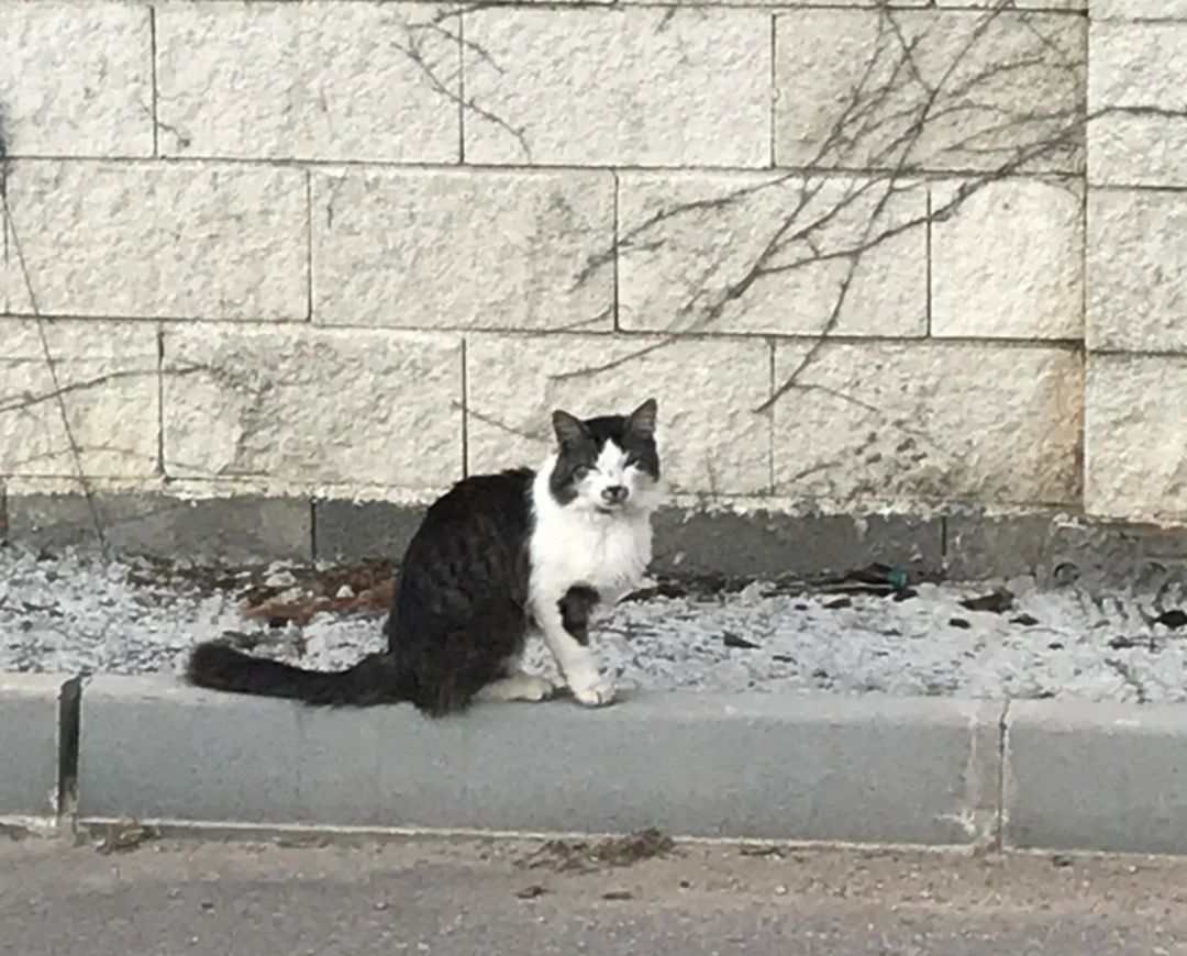 Gato Gato