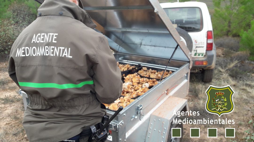 Decomisan 100 kilos de níscalos en Boceguillas Decomisan 100 kilos de níscalos en Boceguillas