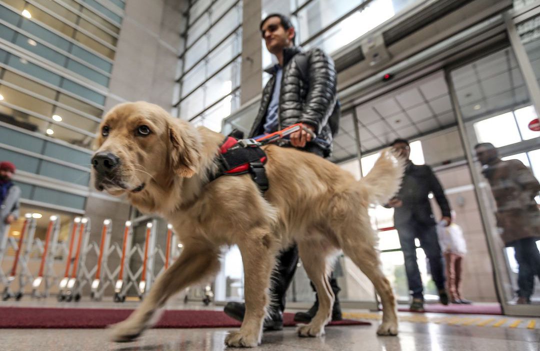 Los taxis están obligados a dejar entrar a los perros guía Los taxis están obligados a dejar entrar a los perros guía