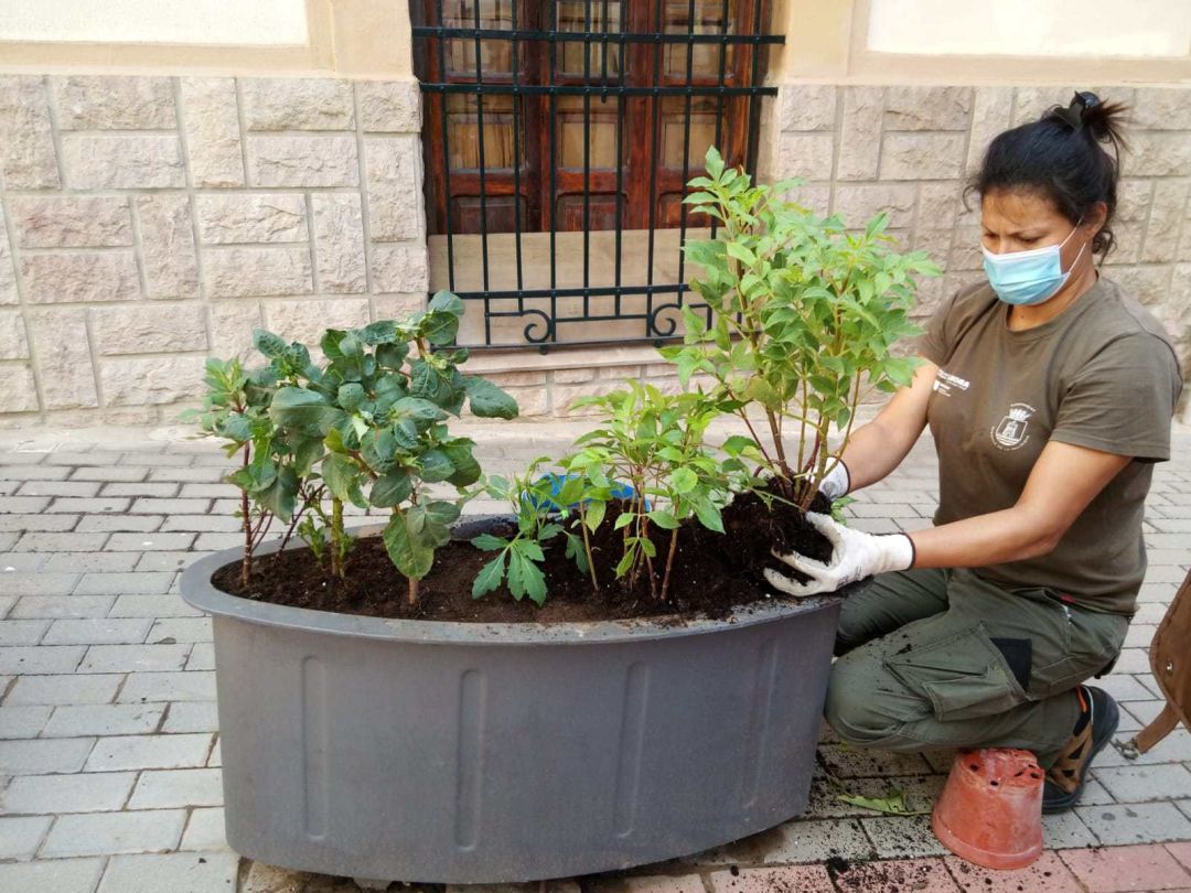 Trabajos de jardinería en Tavernes Trabajos de jardinería en Tavernes