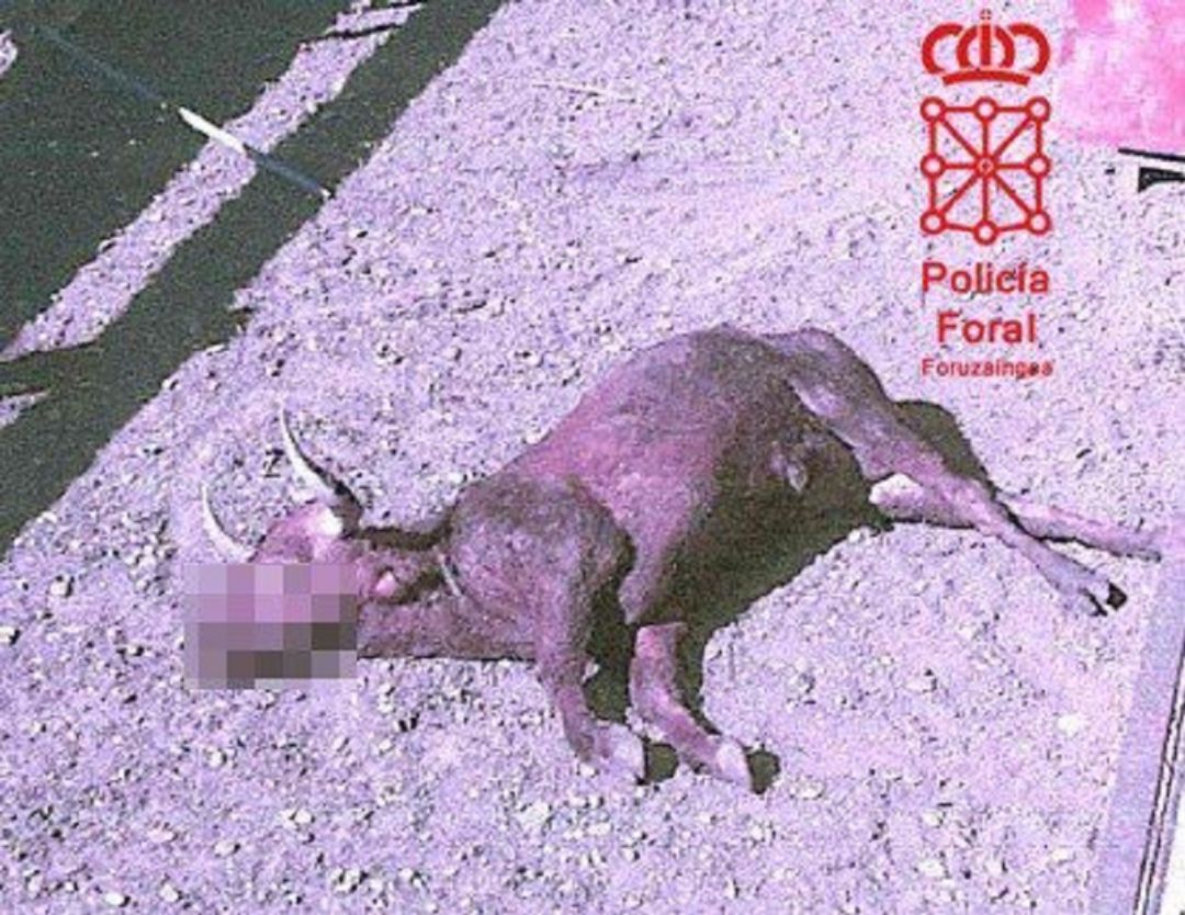 Toro encontrado en muerto en la finca del denunciante en Marcilla. Toro encontrado en muerto en la finca del denunciante en Marcilla.