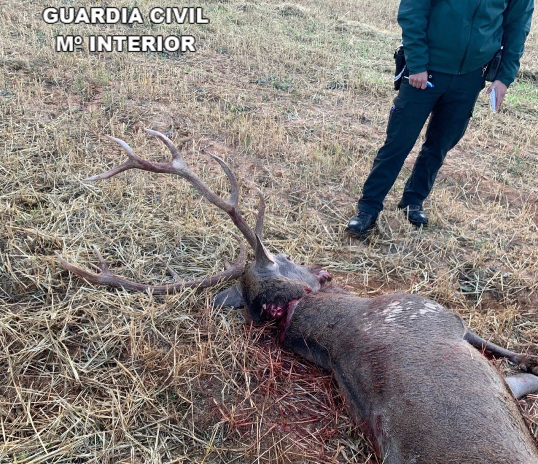 Ciervo cazado en Trillo Ciervo cazado en Trillo