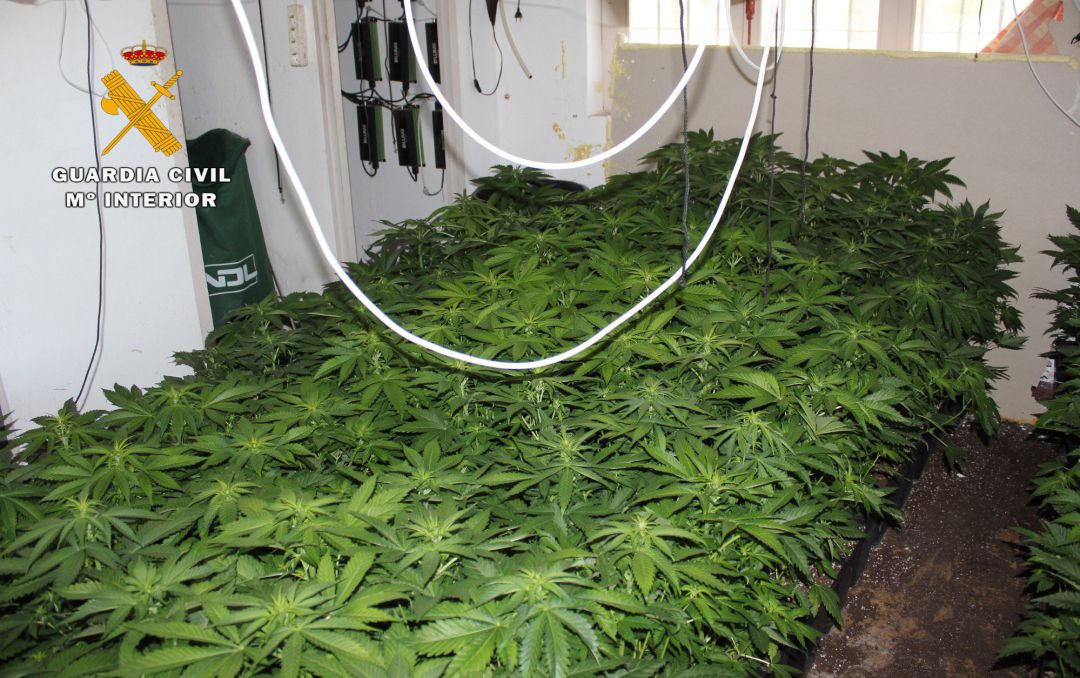Plantas de marihuana halladas por la Guardia Civil durante la operación 'Xita' Plantas de marihuana halladas por la Guardia Civil durante la operación 'Xita'