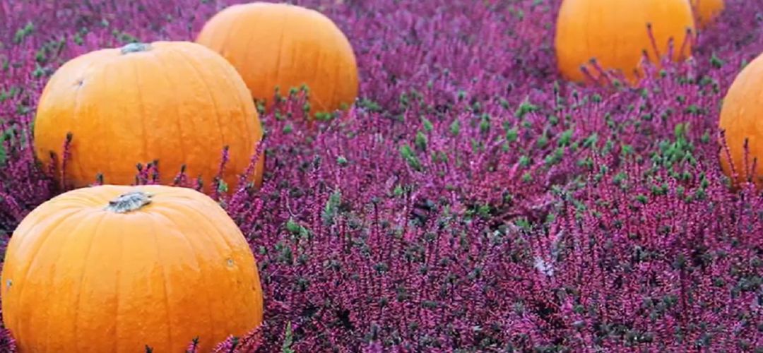 Calabazas Calabazas