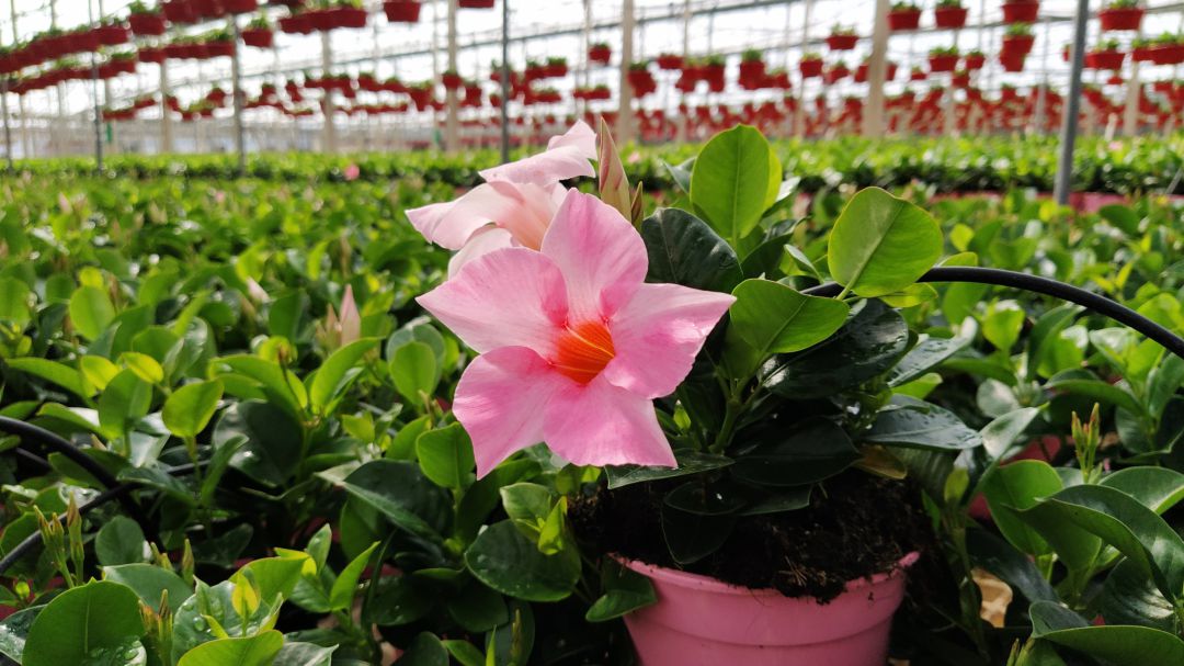 Flores Flores