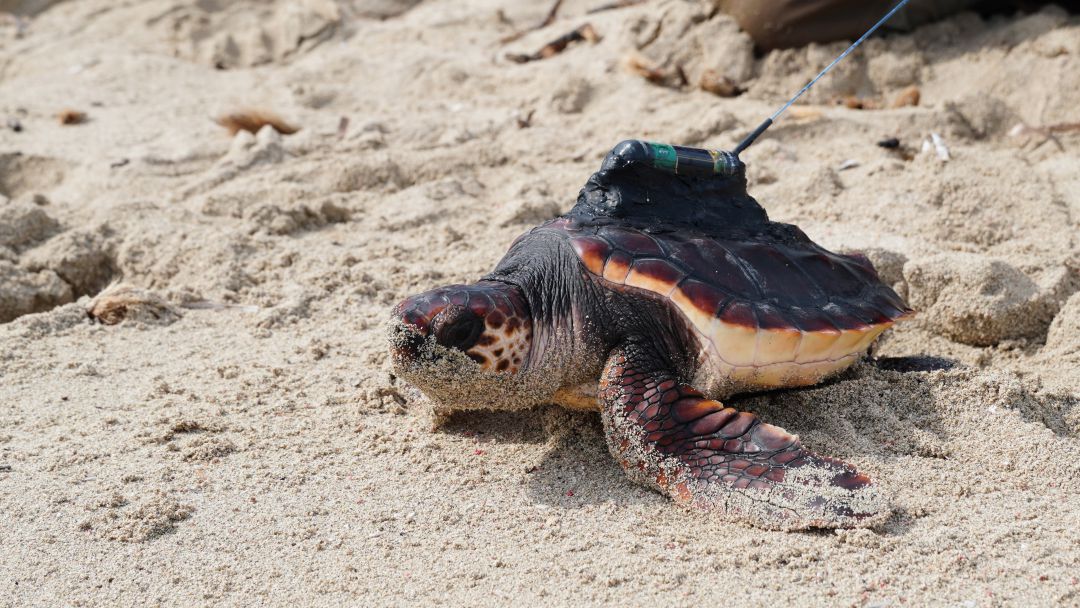 Imagen de una de las tortugas equipadas con GPS Imagen de una de las tortugas equipadas con GPS