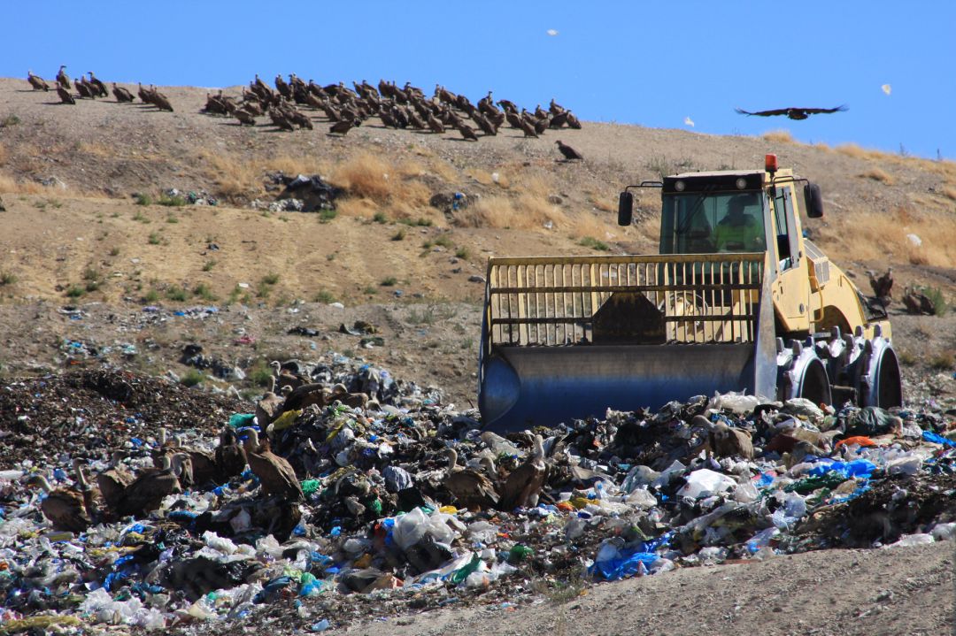 Es frecuente ver a los buitres entre los restos de basura en el CTR Es frecuente ver a los buitres entre los restos de basura en el CTR