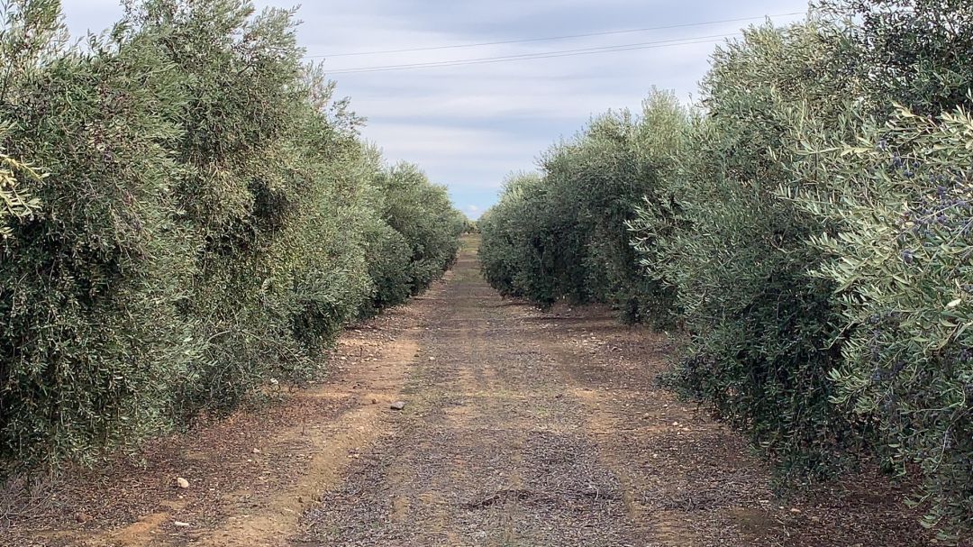 Olivos en una explotación de la provincia Olivos en una explotación de la provincia