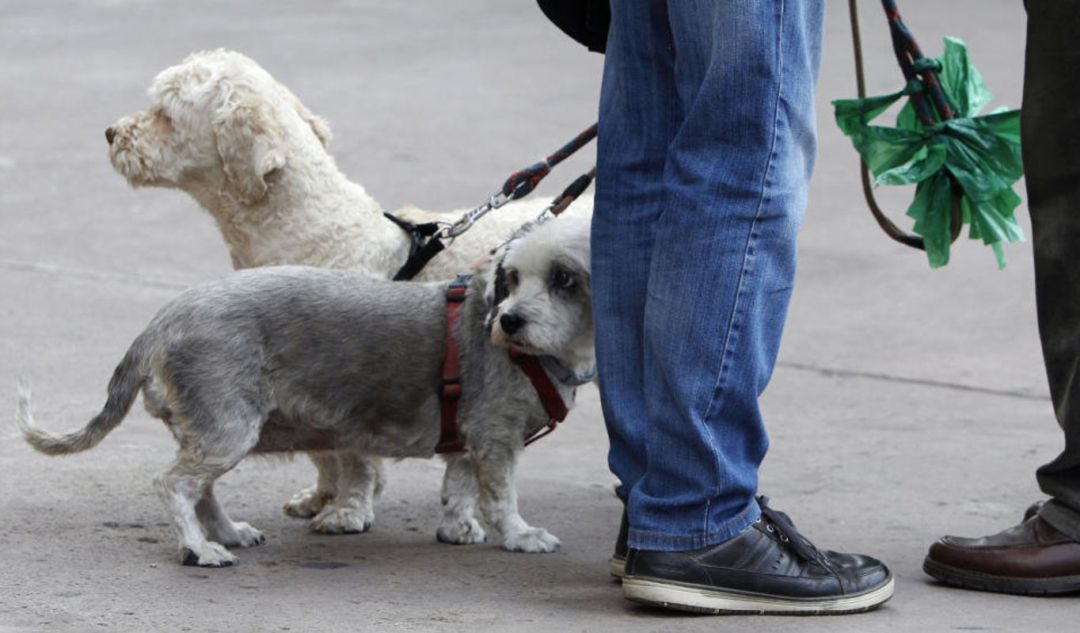 Imagen de archivo de dos perros, con su respectivo dueño Imagen de archivo de dos perros, con su respectivo dueño