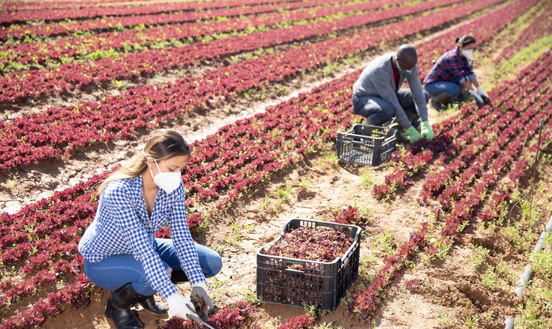 El sector agrícola acapara la mitad de nuevos parados de octubre El sector agrícola acapara la mitad de nuevos parados de octubre