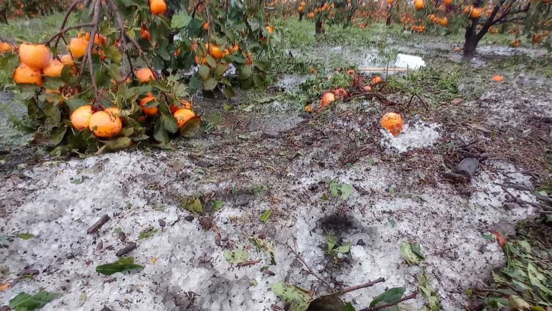 Daños producidos por el granizo en campos de caquis Daños producidos por el granizo en campos de caquis