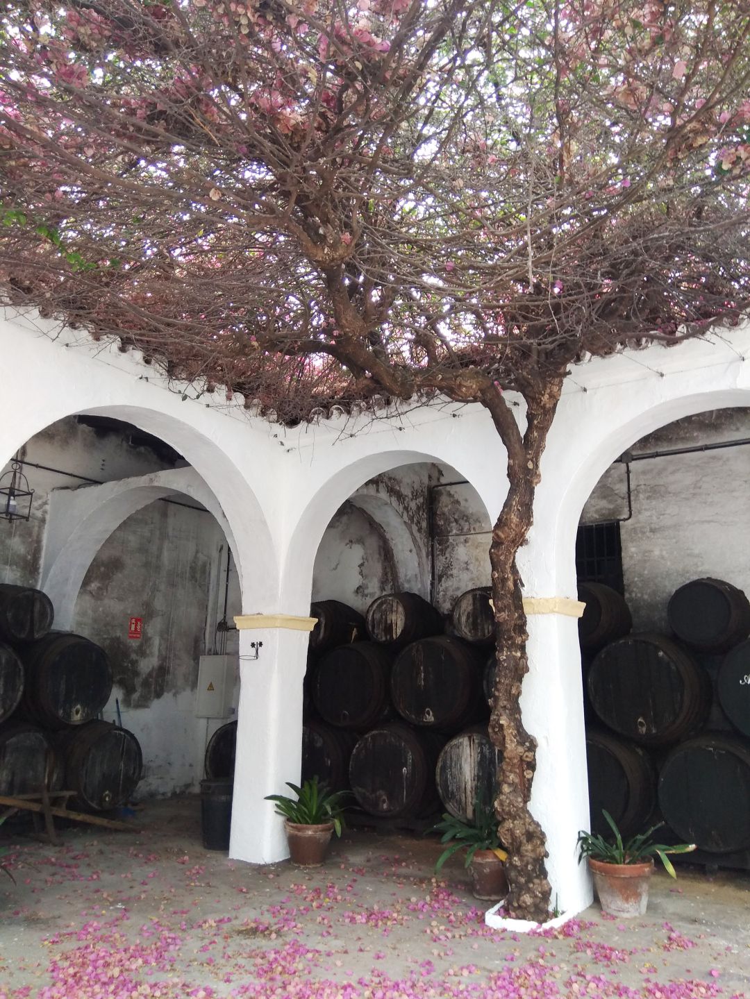 Interior de Lustau, bodega almacenista en sus orígenes que pasó a ser marquista Interior de Lustau, bodega almacenista en sus orígenes que pasó a ser marquista