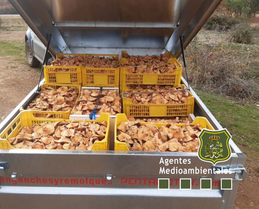Incautan 400 kilos de níscalos en el Nordeste segoviano Incautan 400 kilos de níscalos en el Nordeste segoviano