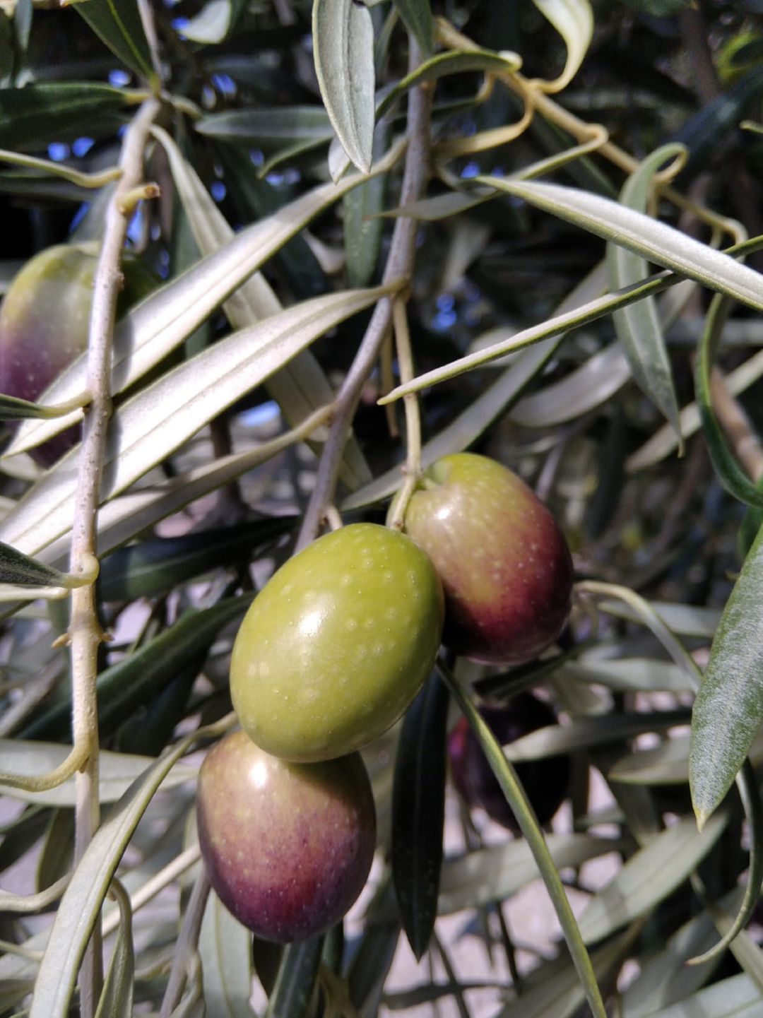 Aceitunas en proceso de maduración en Córdoba Aceitunas en proceso de maduración en Córdoba