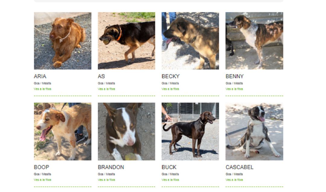 Pàgina des d'on es pot fer l'adopció animal Pàgina des d'on es pot fer l'adopció animal