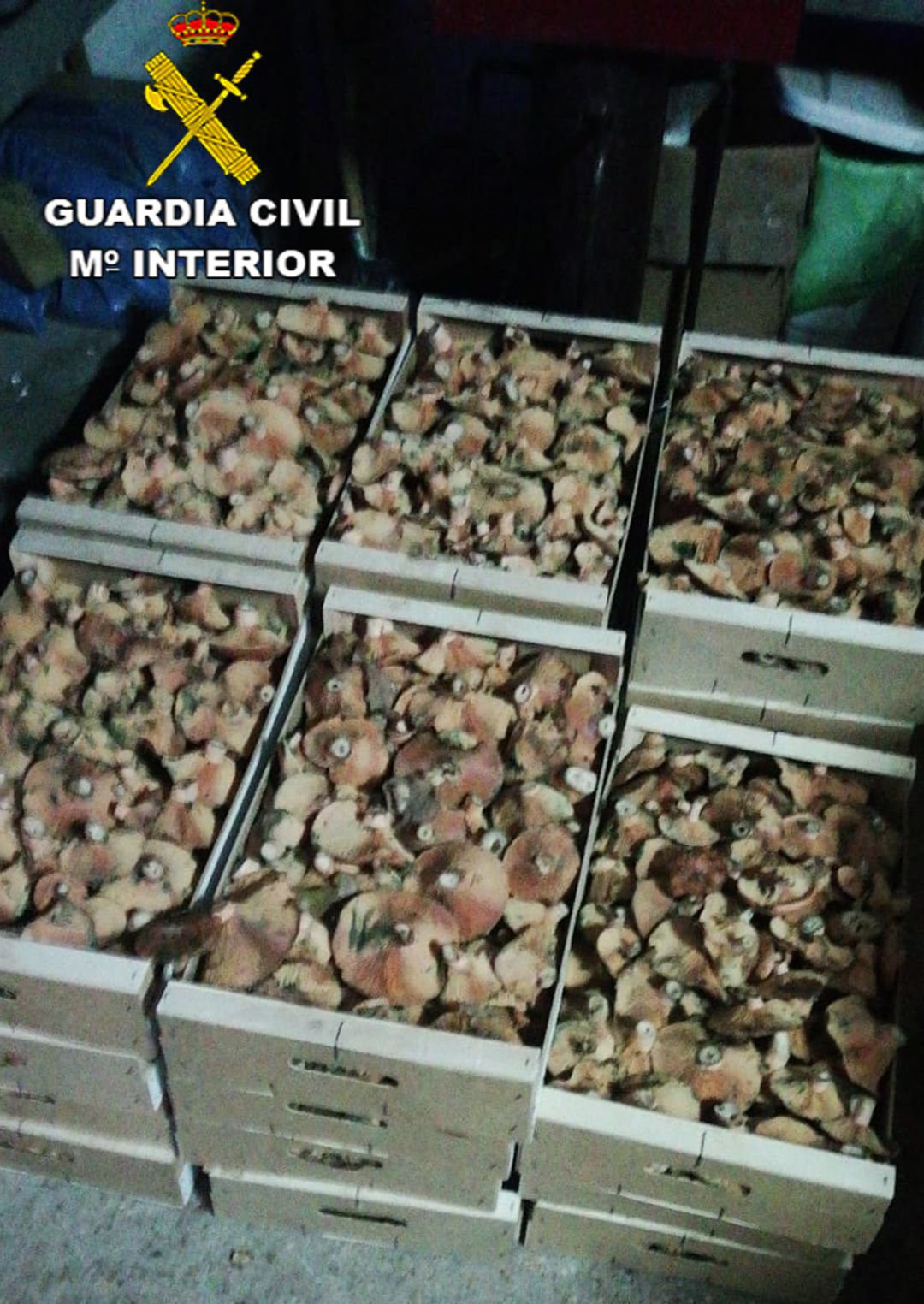 Setenta kilos de níscalos interceptados Setenta kilos de níscalos interceptados