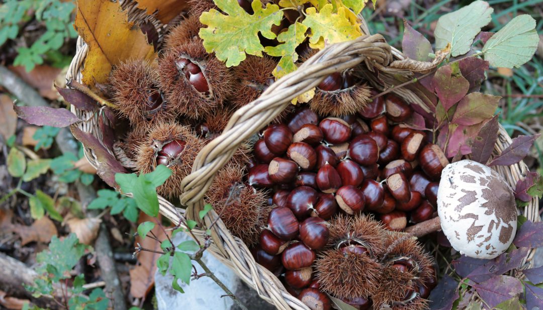 Setas y castañas: dos bocados muy presentes en la cocina de otoño Setas y castañas: dos bocados muy presentes en la cocina de otoño