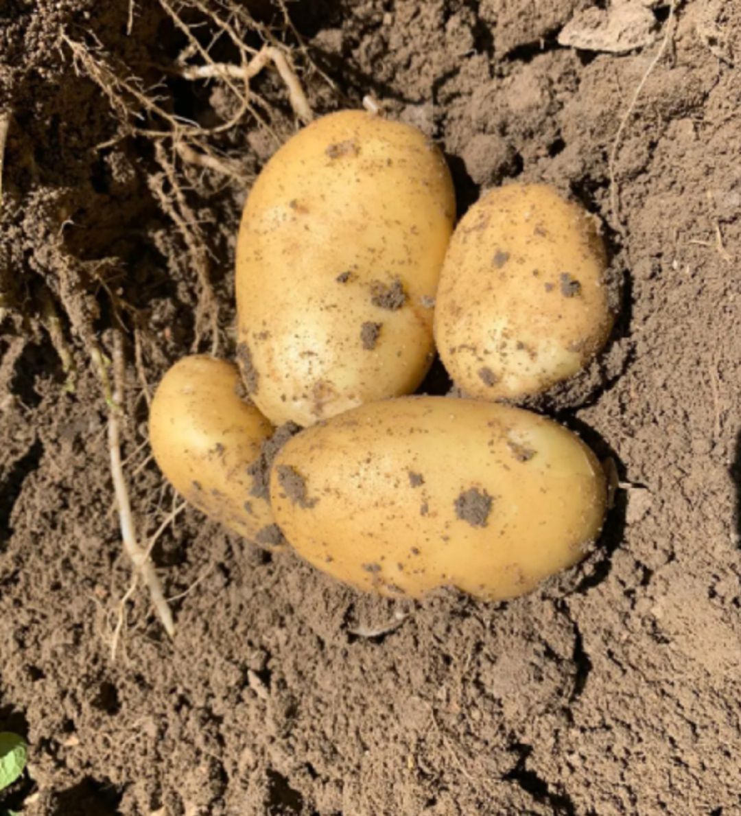 Patatas Tarsa en Pinarnegrillo Patatas Tarsa en Pinarnegrillo