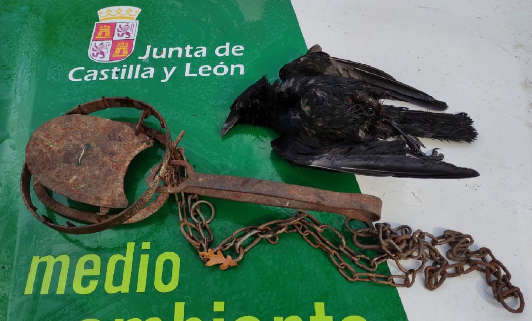 Cepo decomisado Cepo decomisado