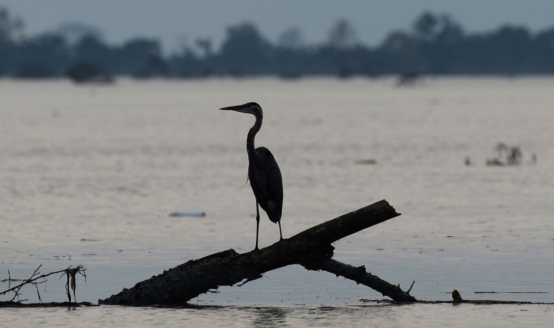 Una garza en una fotografía de archivo. Una garza en una fotografía de archivo.