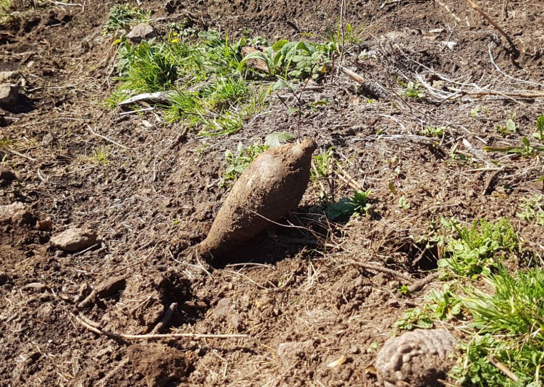 Imagen de uno de los artefactos encontrados ayer en la zona de Akondia Imagen de uno de los artefactos encontrados ayer en la zona de Akondia