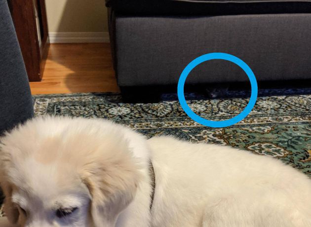 El gato estaba bajo el sofá. El gato estaba bajo el sofá.