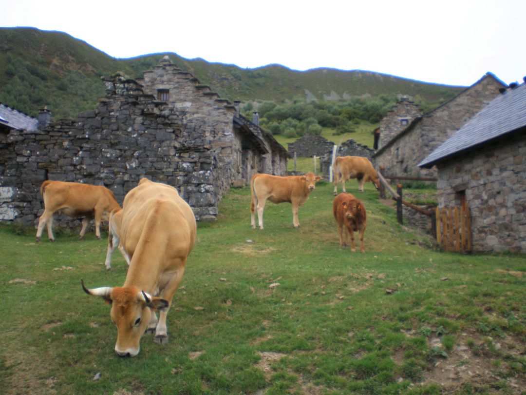 Palacios incrementa las explotaciones de vacuno en extensivo aprovechando los pastizales de alta montaña Palacios incrementa las explotaciones de vacuno en extensivo aprovechando los pastizales de alta montaña