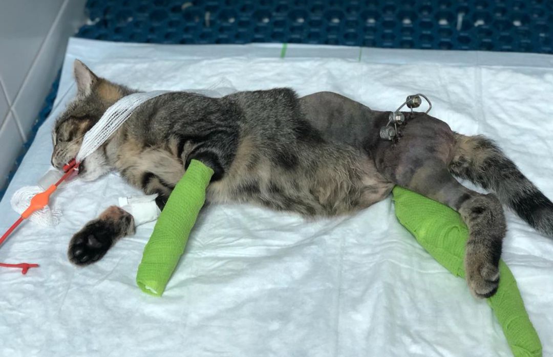 Versalles sufrió un accidente que le marcará de por vida Versalles sufrió un accidente que le marcará de por vida