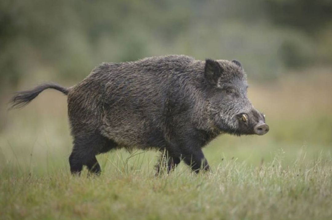 Este fin de semana cazadores de provincias vecinas han estado en Álava Este fin de semana cazadores de provincias vecinas han estado en Álava