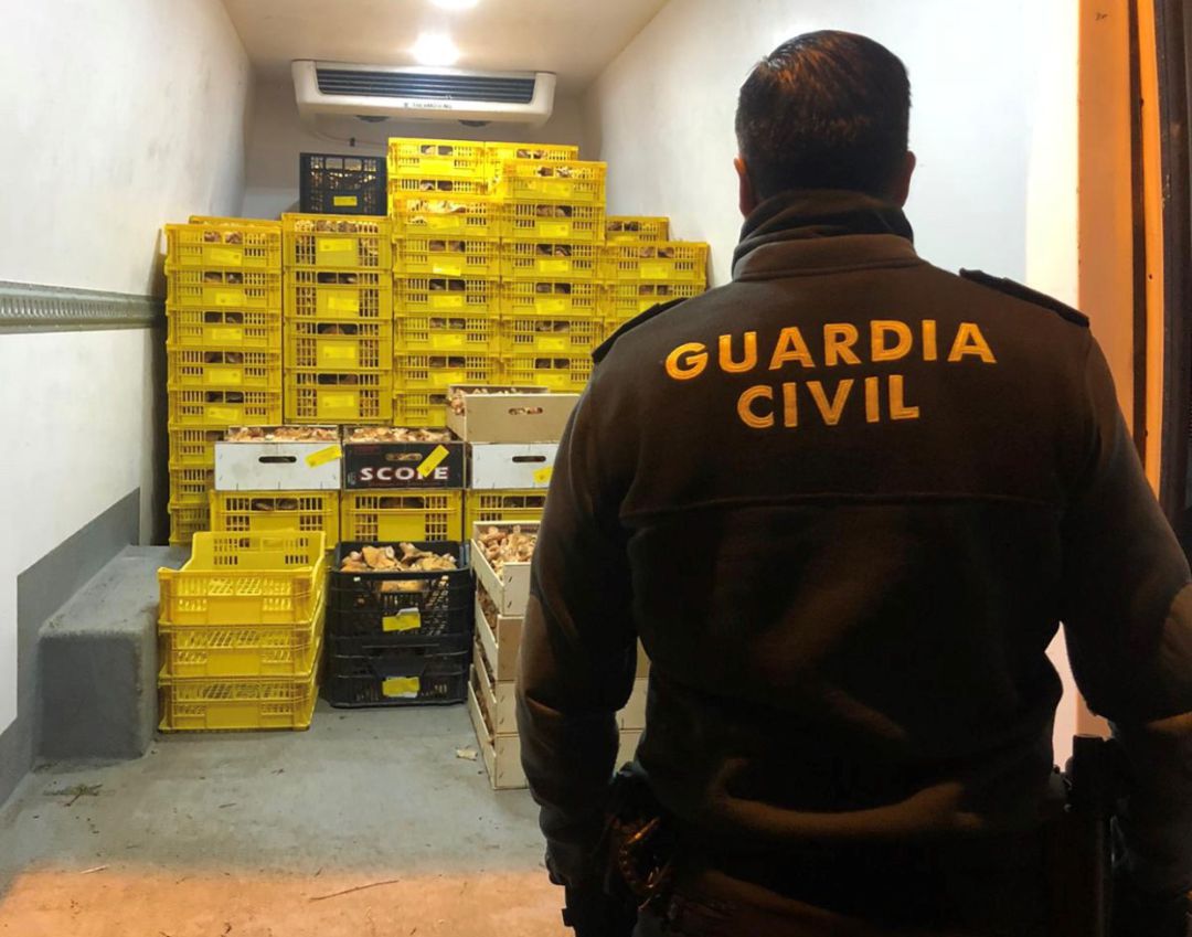 Cargamento de níscalos incautado en Alcolea del Pinar Cargamento de níscalos incautado en Alcolea del Pinar