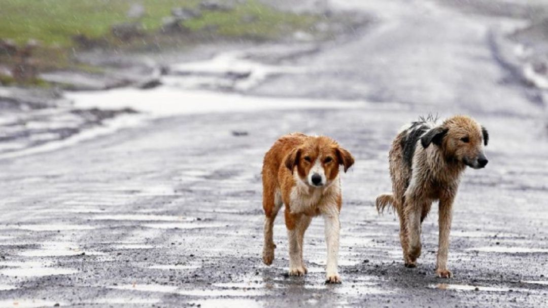 Perros abandonados Perros abandonados