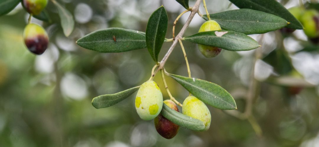 Aceituna madurando en un olivo de la provincia de Jaén. Aceituna madurando en un olivo de la provincia de Jaén.