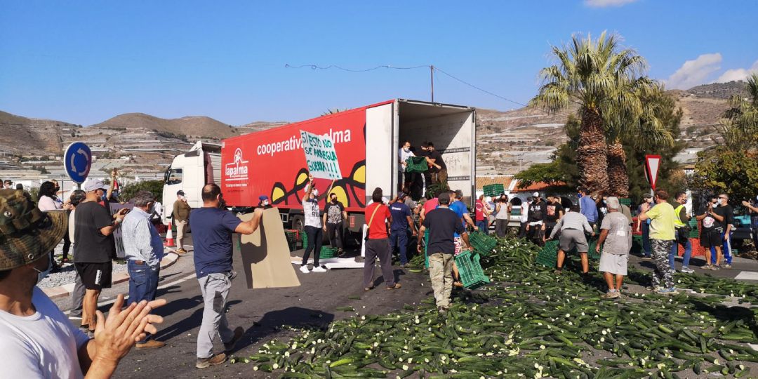 Agricultores de Carchuna tiran pepinos como medida de protesta por los bajos precios que reciben de su producción Agricultores de Carchuna tiran pepinos como medida de protesta por los bajos precios que reciben de su producción