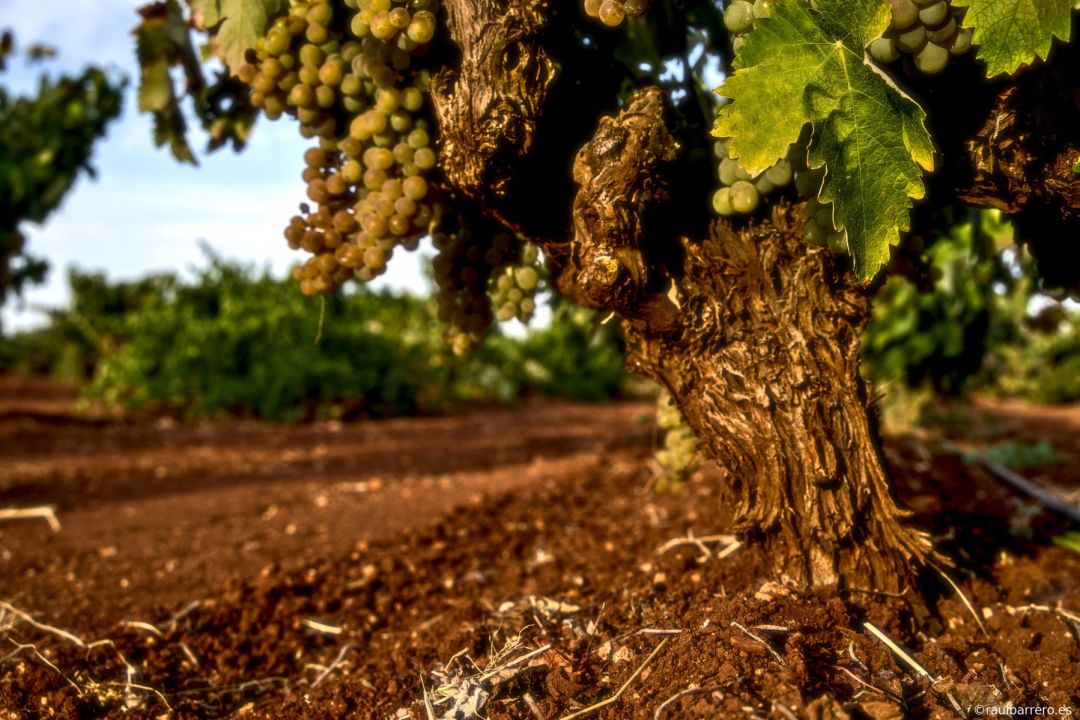 Tierra de vinos Tierra de vinos
