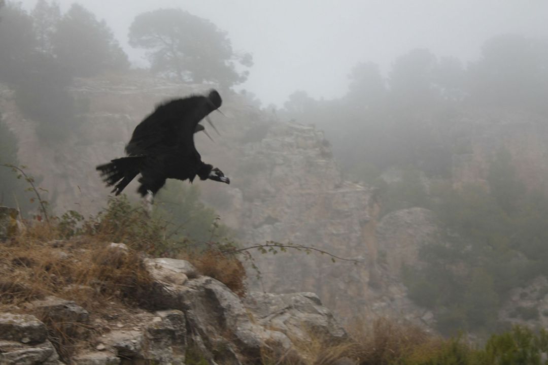 Un buitre negro alza el vuelo en la cantera donde reside la colonia de buitres leonados de Alcoy Un buitre negro alza el vuelo en la cantera donde reside la colonia de buitres leonados de Alcoy