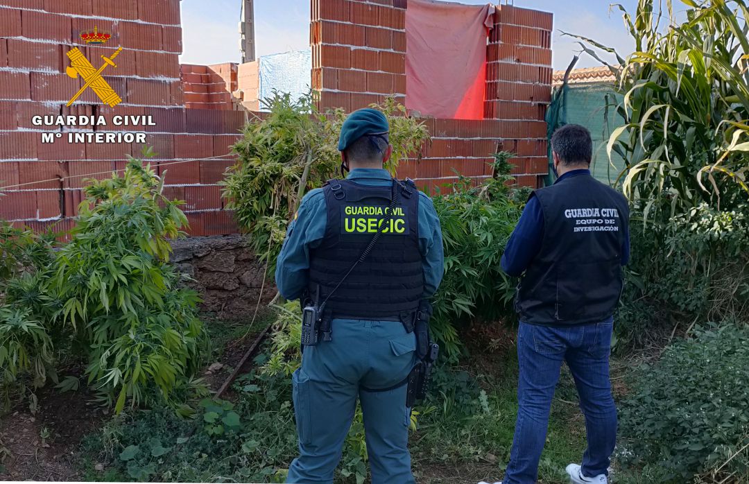 Las plantas intervenidas se encontraban en el jardín de la vivienda Las plantas intervenidas se encontraban en el jardín de la vivienda
