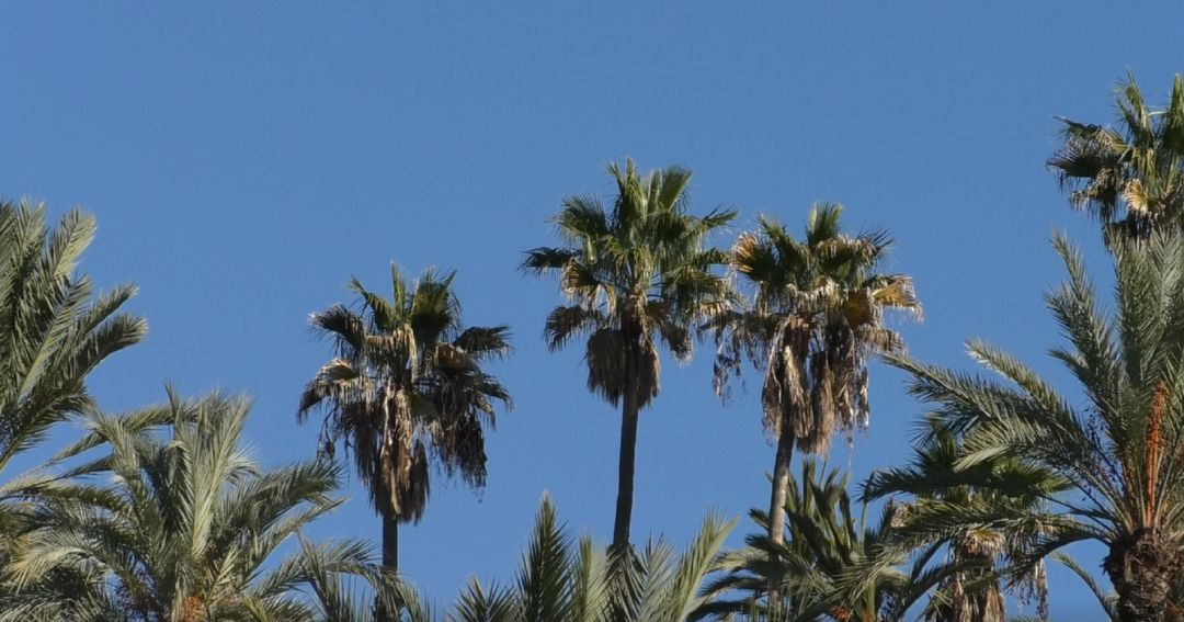 palmeras palmeras