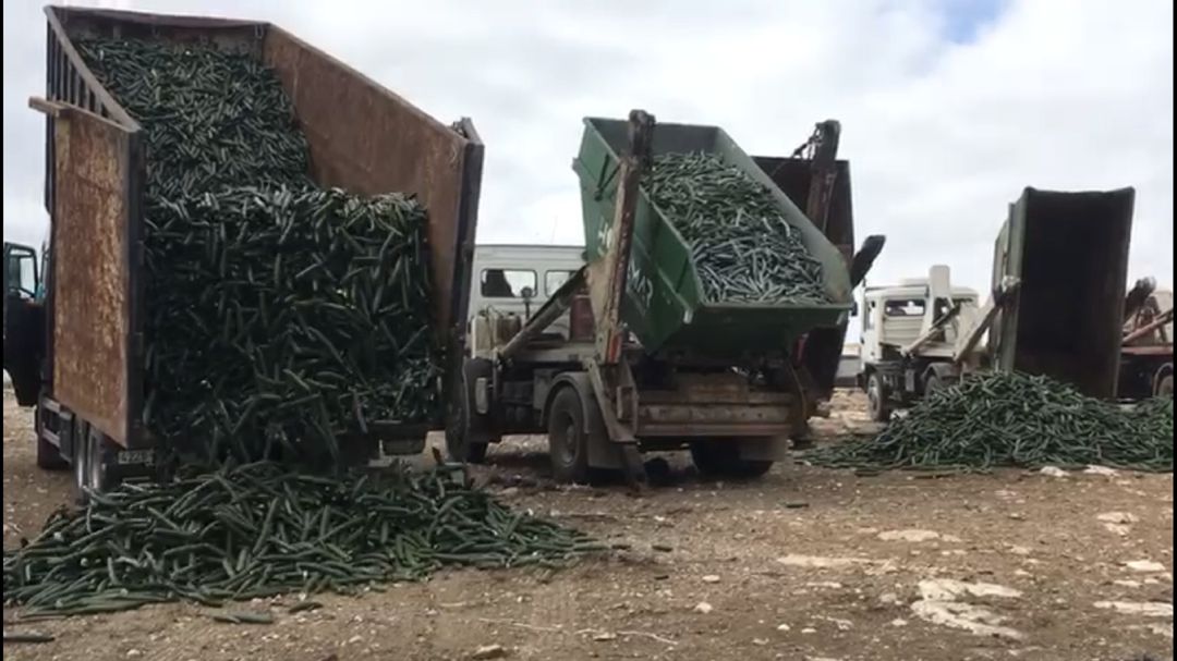 Camiones vuelcan pepinos como medida de protestas Camiones vuelcan pepinos como medida de protestas