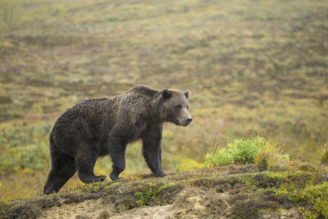 Oso pardo en su hábitat Oso pardo en su hábitat