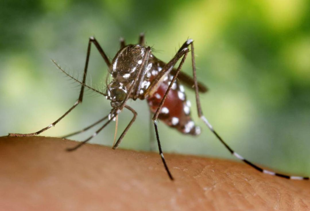 Mosquito Mosquito