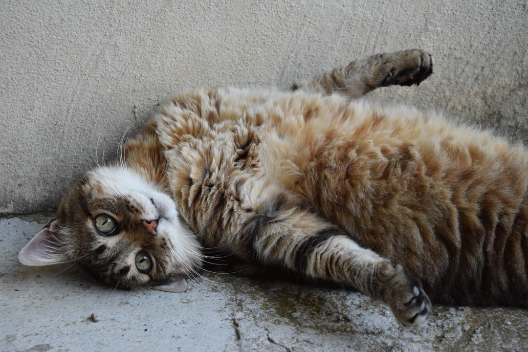 Voluntariado para ciudar gatos en Gandia Voluntariado para ciudar gatos en Gandia