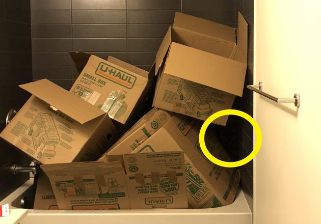 El color negro del gato le permite pasar desapercibido. El color negro del gato le permite pasar desapercibido.